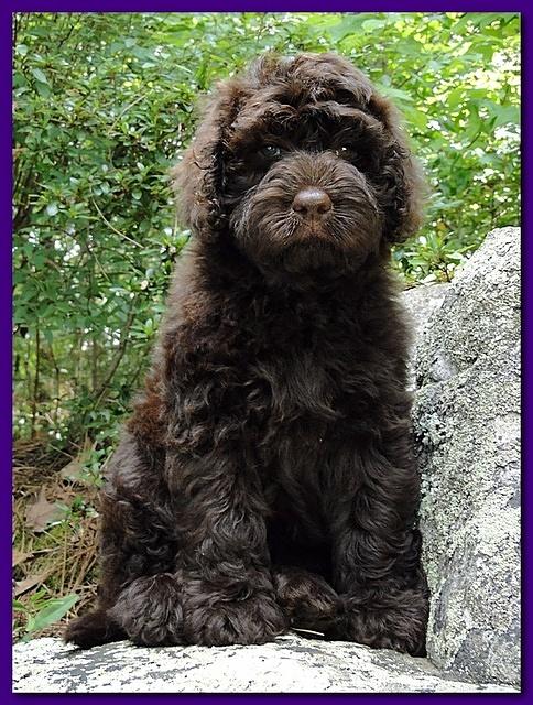 Tara Rascal puppies 8 weeks home 010