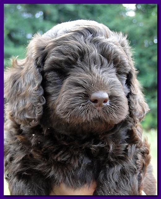 Tara Rascal puppies faces 5.8 weeks old 016