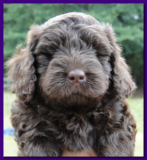 Tara Rascal puppies faces 5.8 weeks old 017