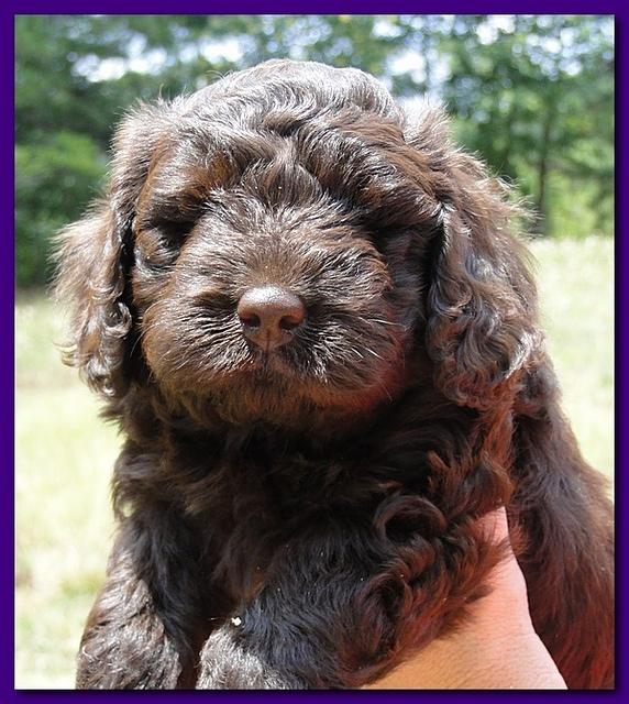 Tara Rascal puppies faces 5.8 weeks old 043