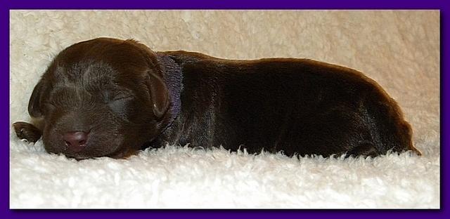 Tara Rascal pups one day old 031