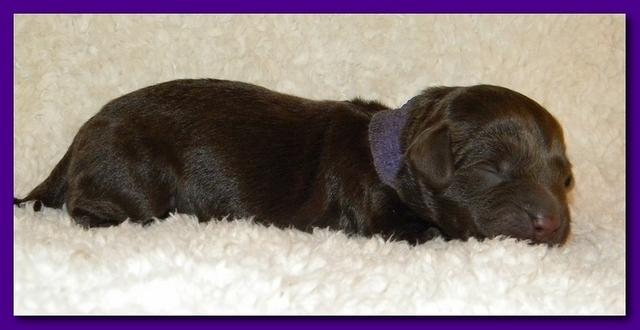 Tara Rascal pups one day old 033