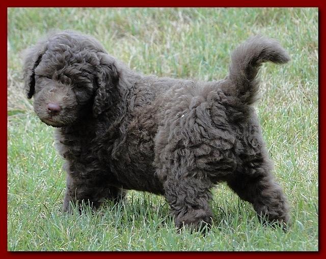 Tara Rascal 5.5 weeks old playing outside 014