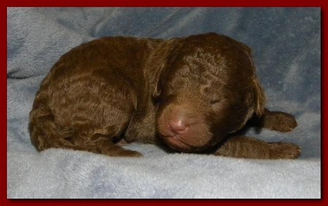 Tara Rascal puppies 1 week old 018