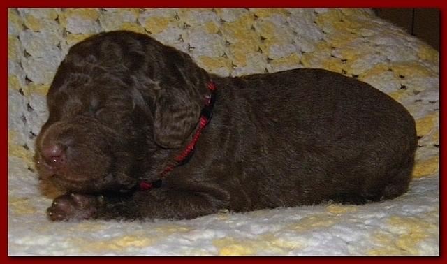 Tara Rascal puppies 2 weeks old 025