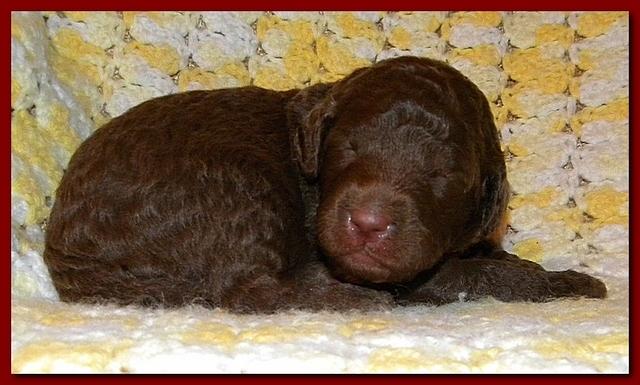Tara Rascal puppies 2 weeks old 028