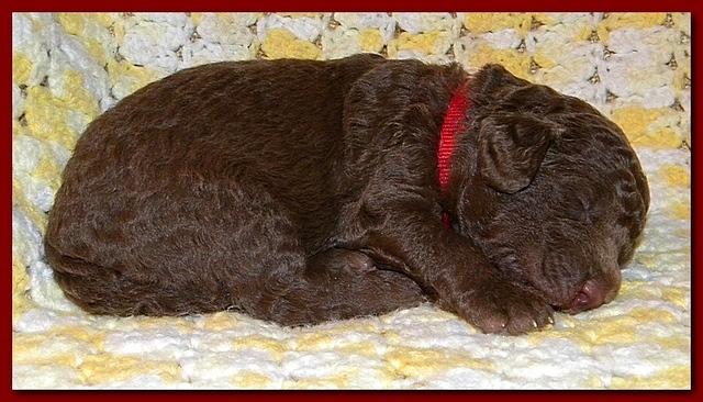 Tara Rascal puppies 2 weeks old 032