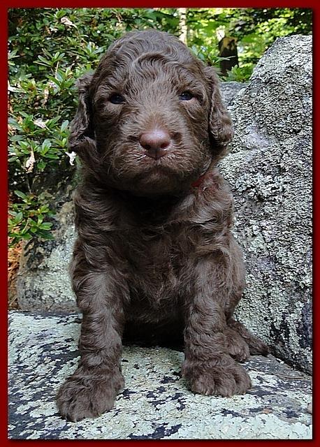 Tara Rascal puppies 3 weeks old 013