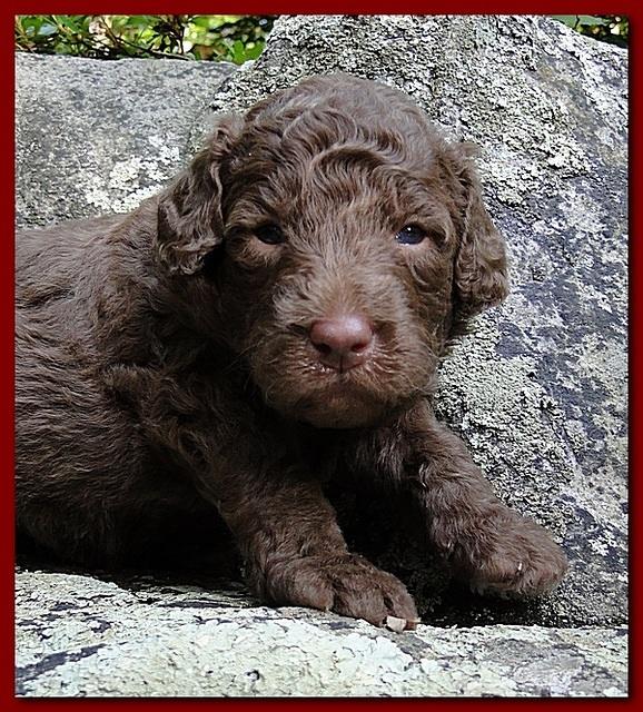 Tara Rascal puppies 3 weeks old 015
