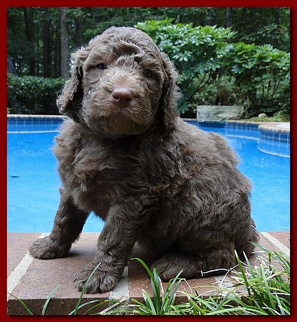Tara Rascal puppies 4 weeks old pool wag 017