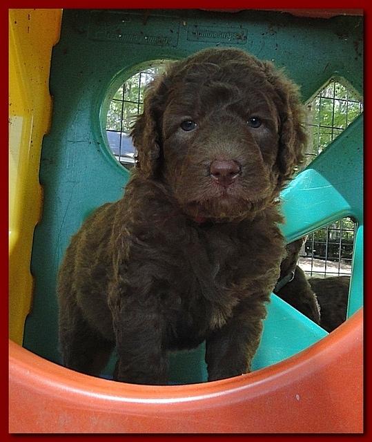 Tara Rascal puppies 4 weeks playing 2 009