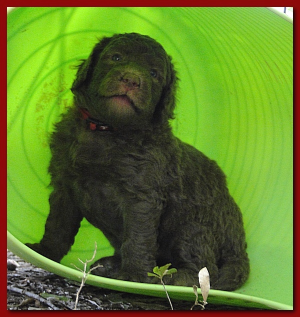 Tara Rascal puppies 4 weeks playing 2 037