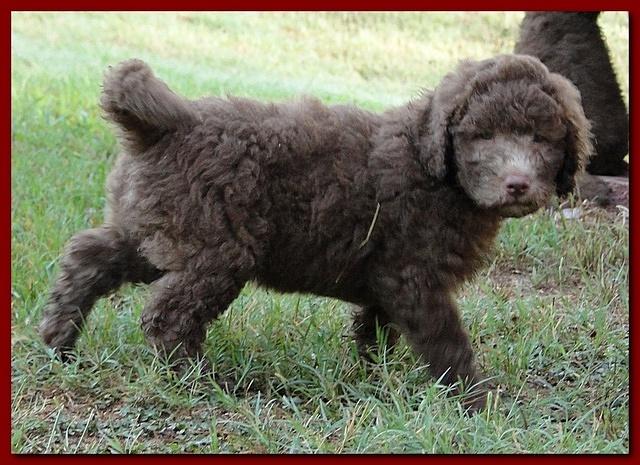 Tara Rascal puppies 6.5 weeks old early am 026