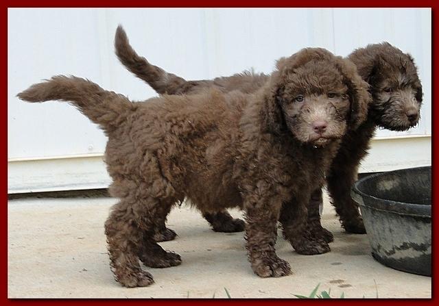 Tara Rascal puppies 6.5 weeks old early am 049