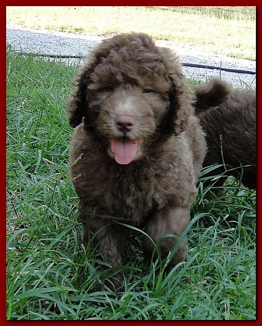 Tara Rascal puppies 7 weeks old playing 050