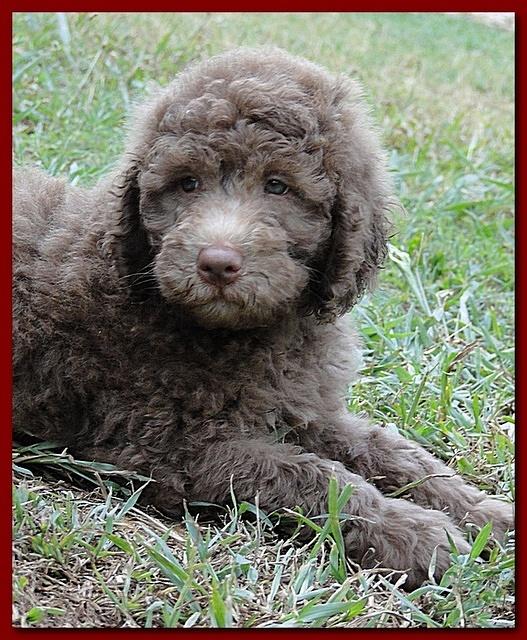 Tara Rascal puppies 7 weeks old playing 2 026