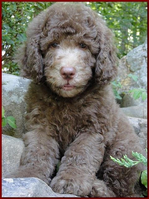 Tara Rascal puppies 8 weeks old red 010