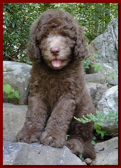 Tara Rascal puppies 8 weeks old red 013