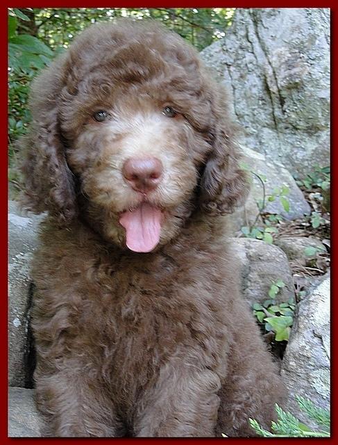 Tara Rascal puppies 8 weeks old red 016