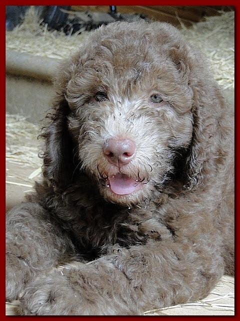 Tara Rascal puppies 8.5 weeks red boy smile