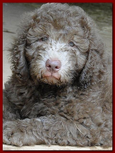 Tara Rascal puppies 8.5 weeks red boy