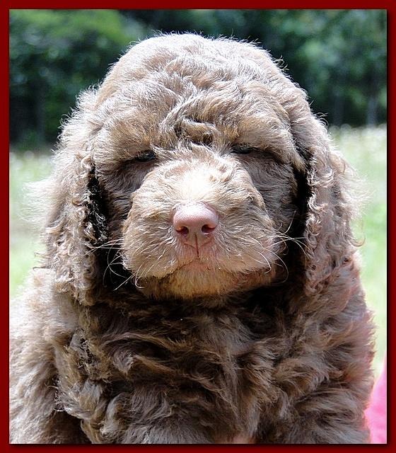 Tara Rascal puppies faces 5.8 weeks old 039