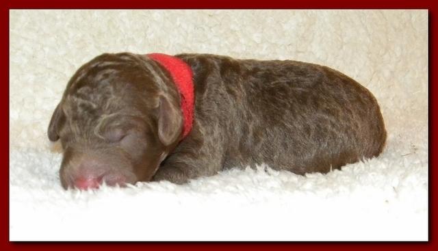 Tara Rascal pups one day old 013