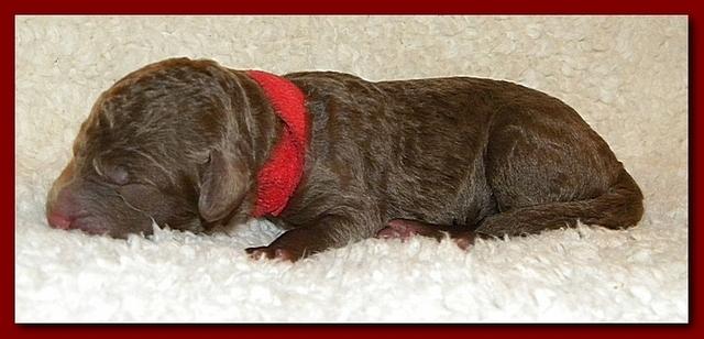 Tara Rascal pups one day old 014