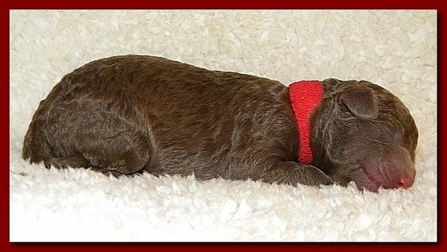 Tara Rascal pups one day old 015