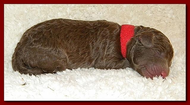 Tara Rascal pups one day old 016