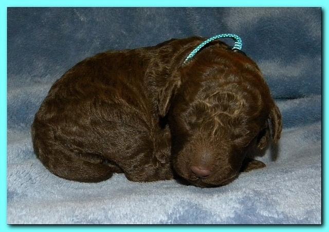 Tara Rascal puppies 1 week old 044