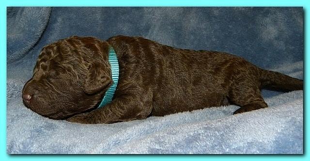 Tara Rascal puppies 1 week old 045