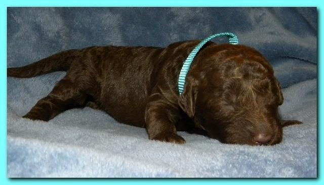 Tara Rascal puppies 1 week old 046