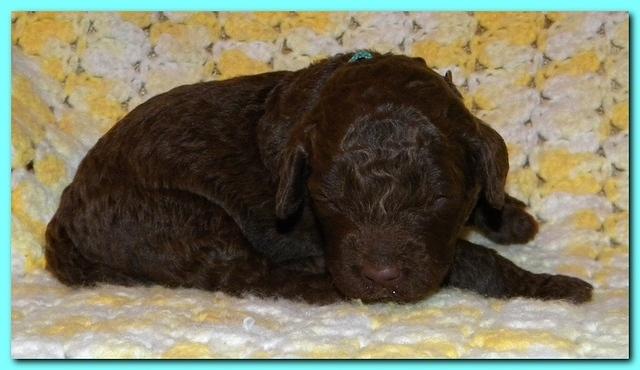 Tara Rascal puppies 2 weeks old 2 002