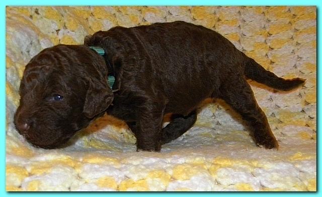 Tara Rascal puppies 2 weeks old 2 004