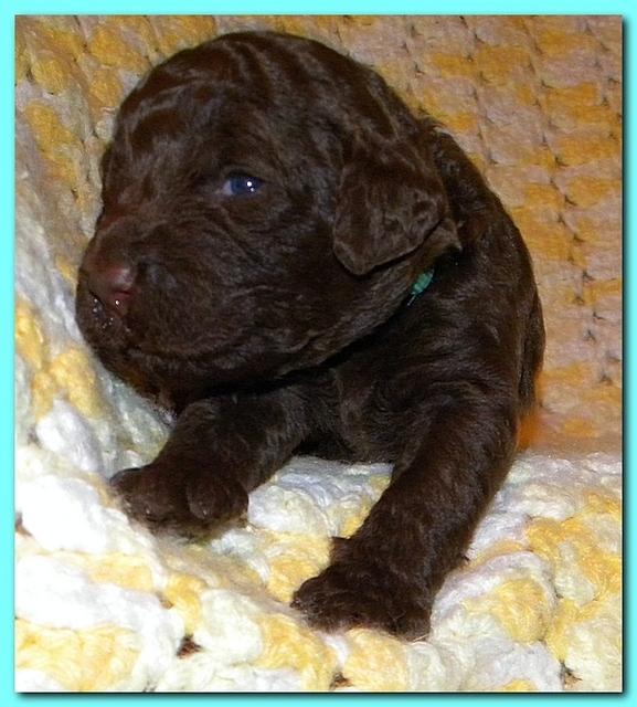 Tara Rascal puppies 2 weeks old 2 005