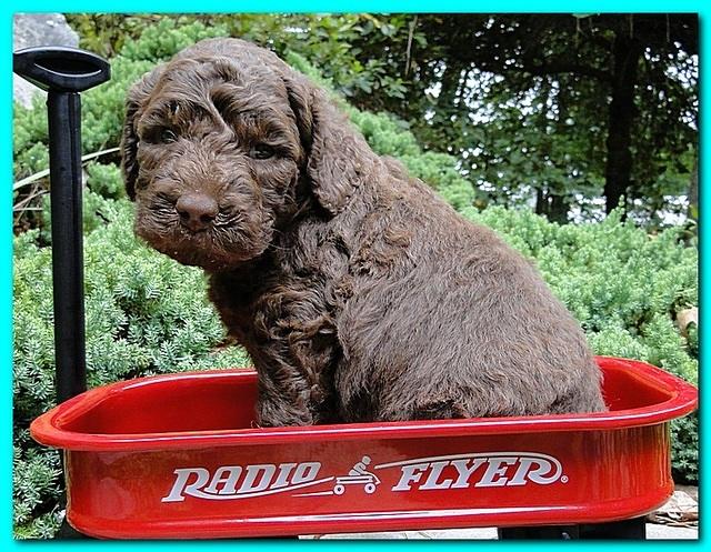 Tara Rascal puppies 4 weeks old pool wag 026