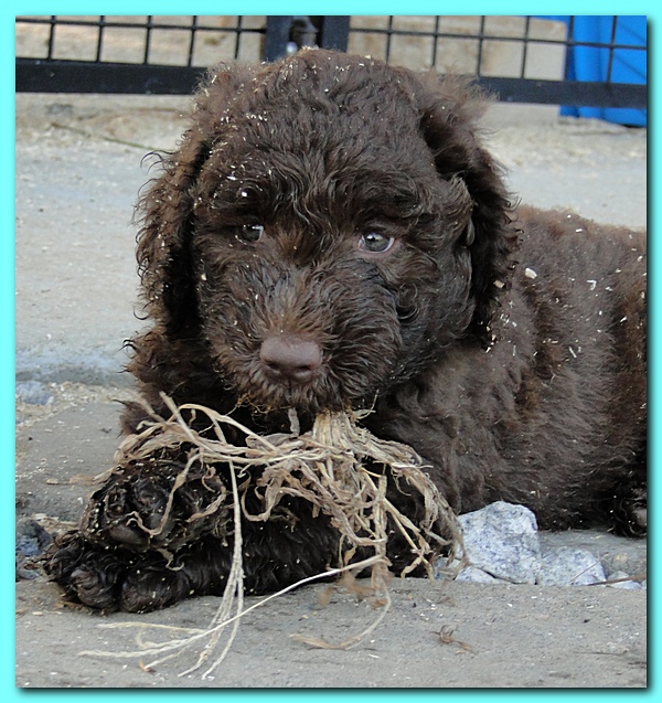 Tara Rascal puppies 6.5 weeks old early am 022