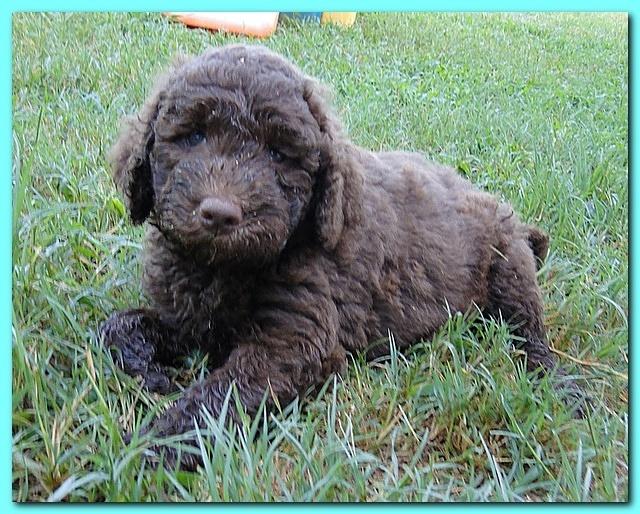 Tara Rascal puppies 6.5 weeks old early am 042