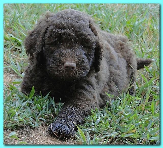 Tara Rascal puppies 6.5 weeks old early am 052