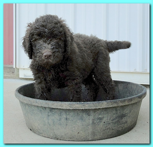 Tara Rascal puppies 7 weeks old playing 102