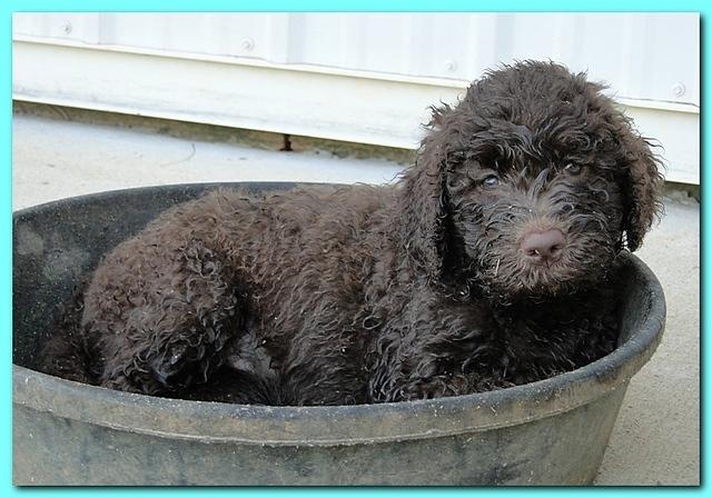 Tara Rascal puppies 7 weeks old playing 105