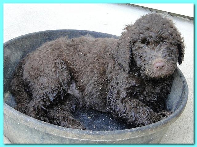 Tara Rascal puppies 7 weeks old playing 106