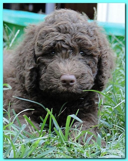 Tara Rascal puppies 7 weeks old playing 2 032