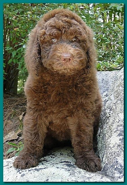 Tara Rascal puppies 8 weeks old Teal 004