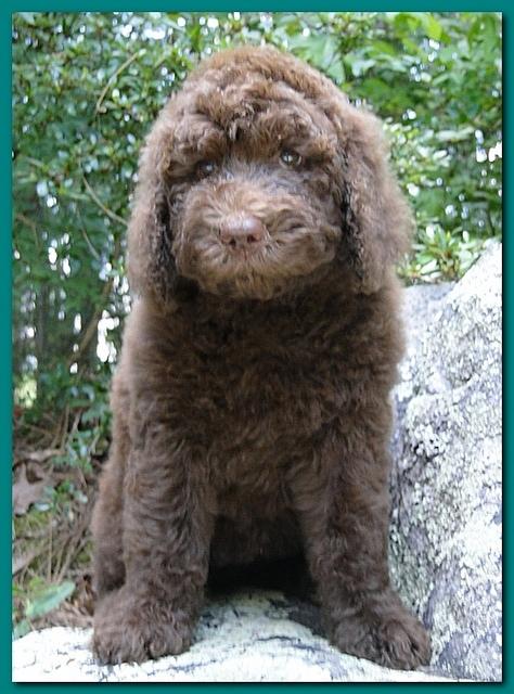 Tara Rascal puppies 8 weeks old Teal 007