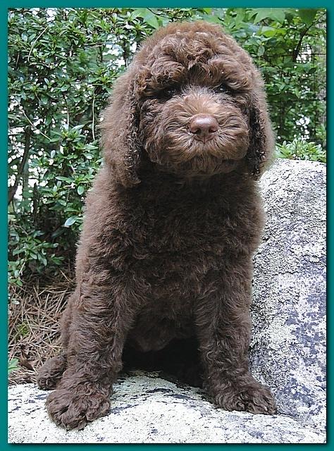 Tara Rascal puppies 8 weeks old Teal 011