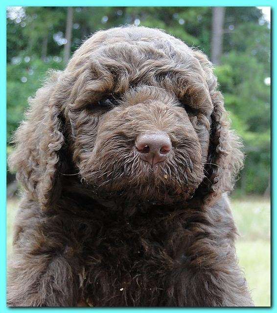 Tara Rascal puppies faces 5.8 weeks old 046