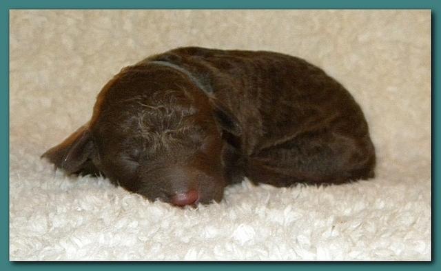 Tara Rascal pups one day old 035