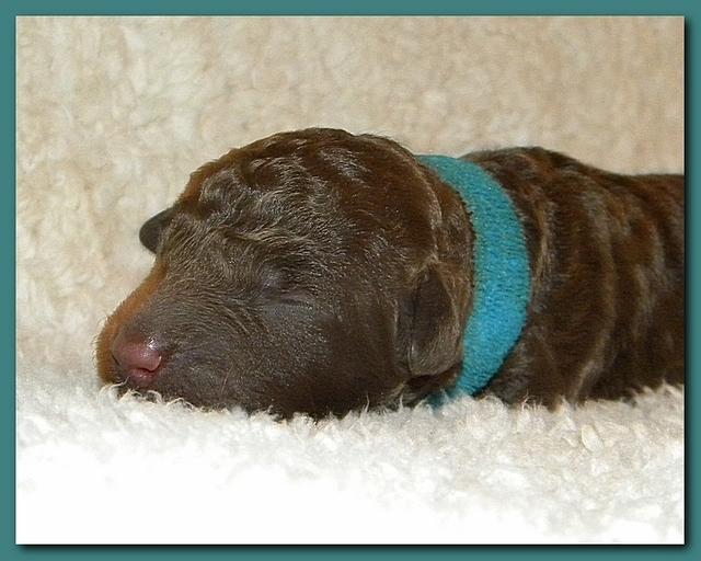 Tara Rascal pups one day old 036